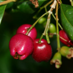 Close up of red Syzygium berry